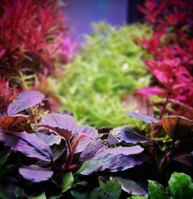 Продам Буцефаландру!