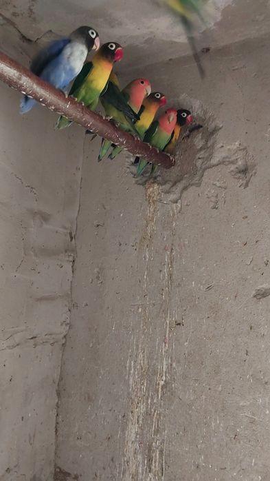 Sprzedam nierozłączki