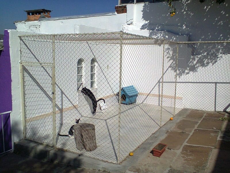 Rede de Proteção paga Gatos