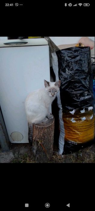 Віддам висловухих кошенят в добрі руки