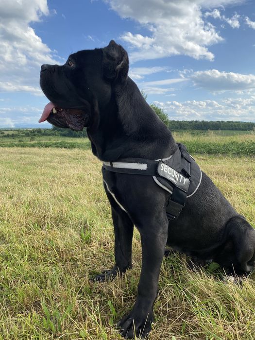 Кобель Кане-корсо для вʼязки