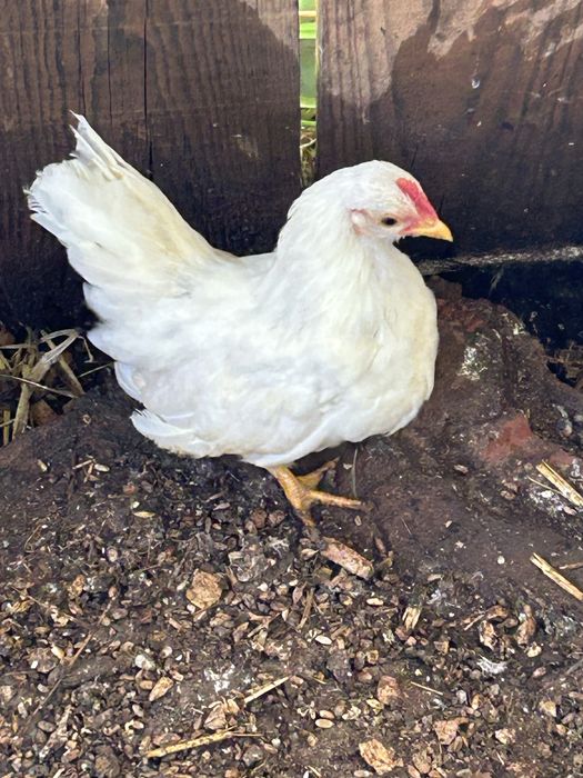 Galo raça seremas .