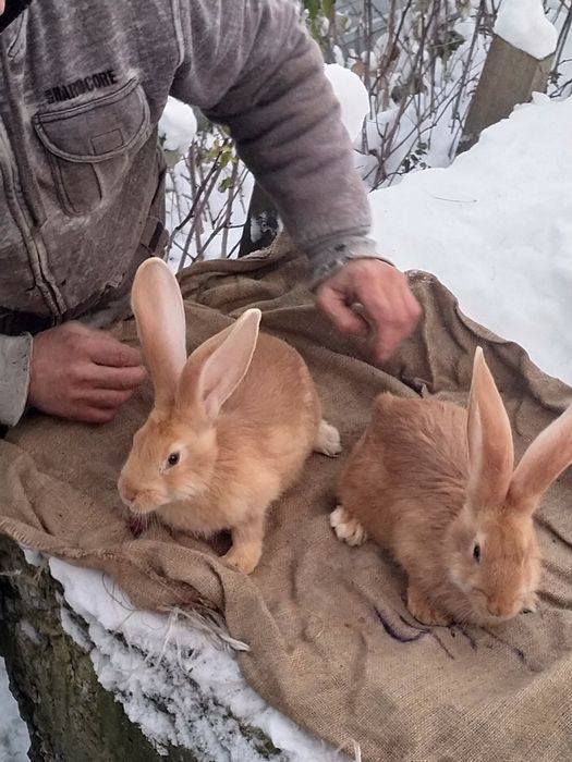Кролі різен голд-жовтий велетень