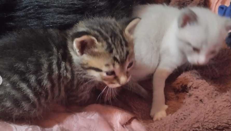 Dois gatinhos e a mãe deles
