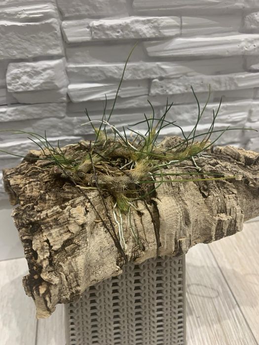 Орхідея Isabelia virginalis громезна доросла