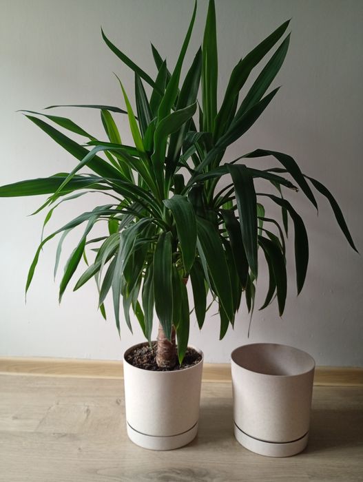 Palma, Yucca 100cm.