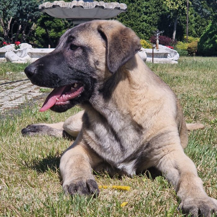 SZCZENIAK KANGAL FCI z dokumentami i pełnym rodowodem SZCZENIAK KANGALA