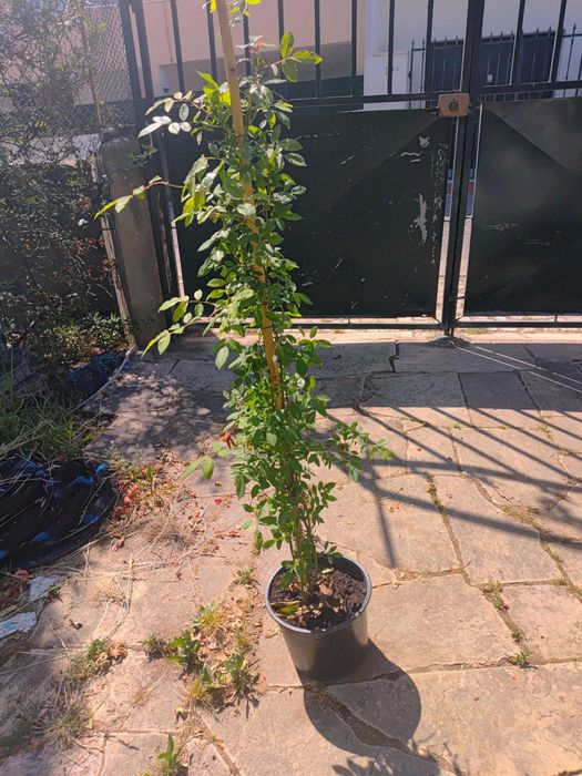 ROSA SANTA TERESINHA