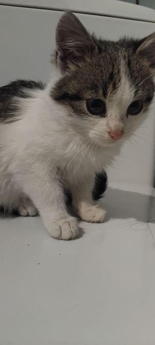 Коти чорно білі дуже гарні