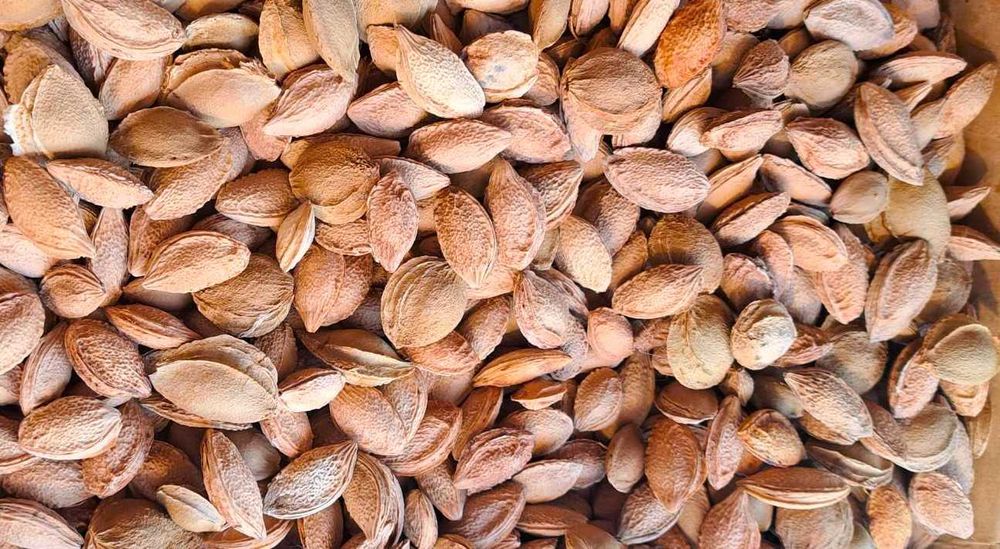 косточки  фруктовые   семечки