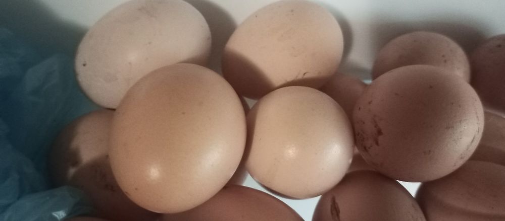 Домашні курячі яйця