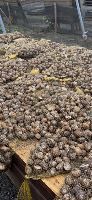 Продаю філе равлика Мюллер 1-2 сорт !