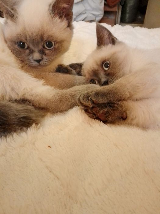 Кошенята Під Ялинку