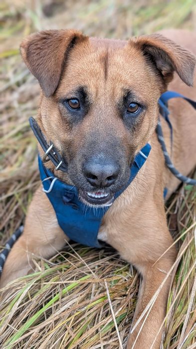 DODA - młoda, duża, wesoła suczka. Schronisko w Radlinie k. Jarocina