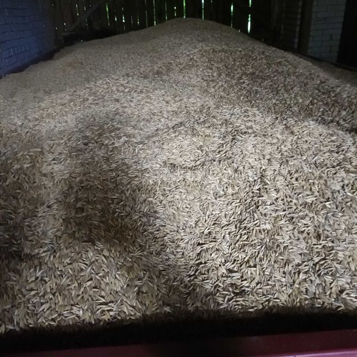 Sprzedam owies ładny czysty