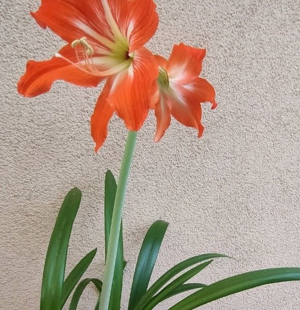 Продам или обменяю  комнатные растения