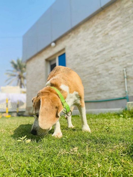 Fiona, wyjątkowa księżniczka w typie rasy Beagle