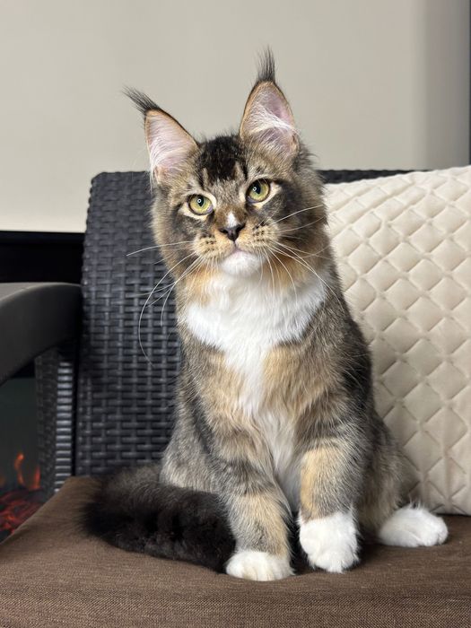 Ares-Kocurek Maine Coon