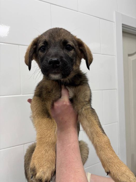 Цуценя хлопчик 4 місяці