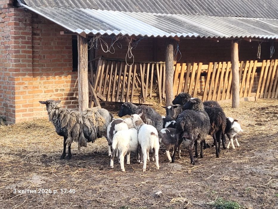 Продам  барана Дорпер (суміш з романівською)