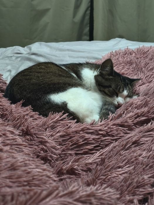 Котик в добрі руки дбайливих людей