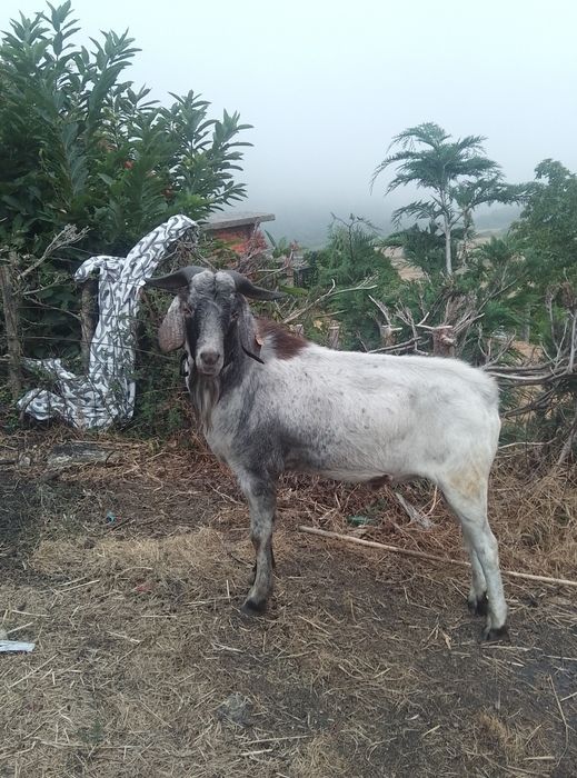 Cabrito cruzado boer