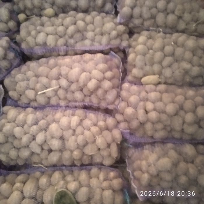 Продам картошту  Белороса, лимонка