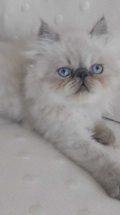 Gatinho persa Uma perfeição