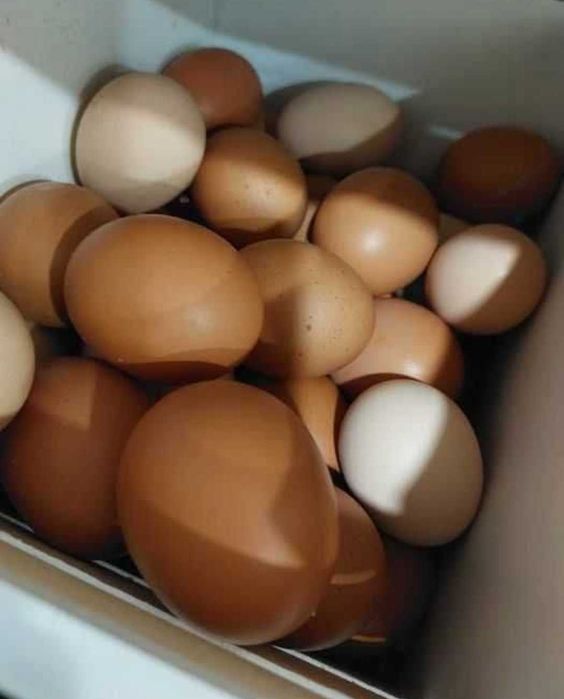 Ovos caseiros para consumo