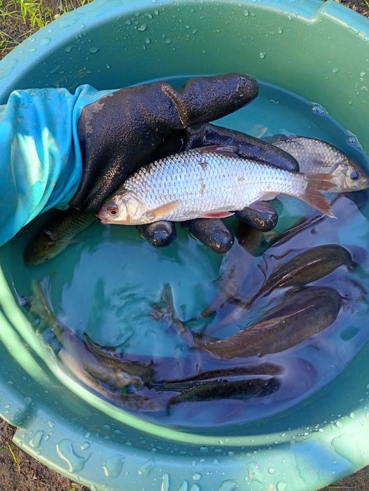Amur narybek /kroczek. Lin , Okoń , Karp , Jesiotr.