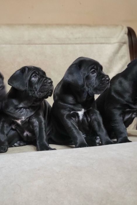 Розкішнімалюки  Кане корсо.