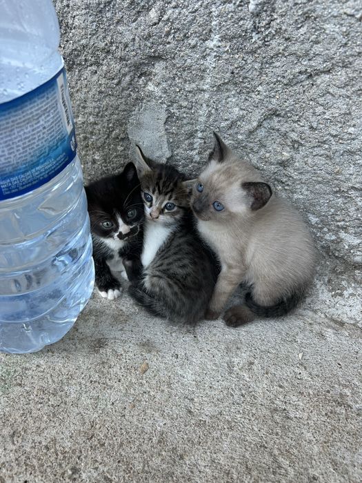 gatinhos para adoção