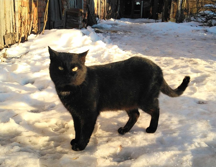 Кошенята хлопчики