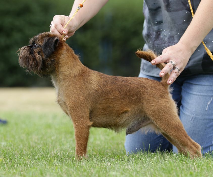 Гриффон Брюссельский. Вязка.