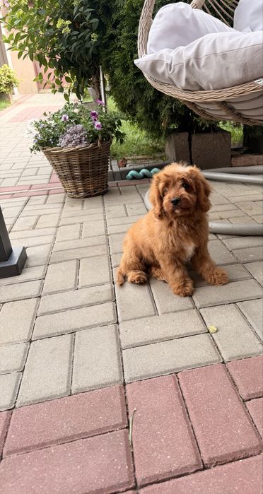 Cavapoo chłopak misiaki