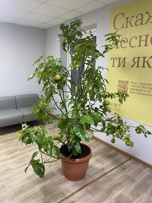 Лимон кімнатний, цитрусові