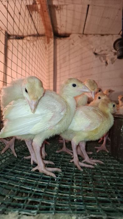 Мясо-яєчні курчата, індики, качки, перепілки.
