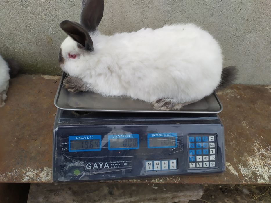 Продаю кролі каліфорнія