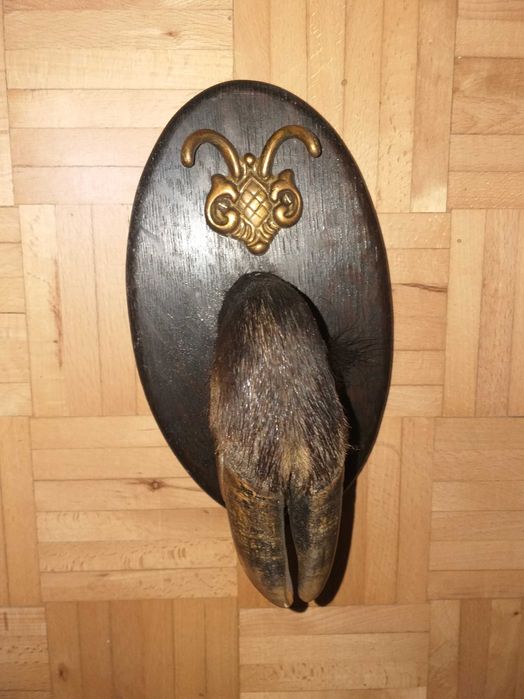 Stary wieszak noga dzika