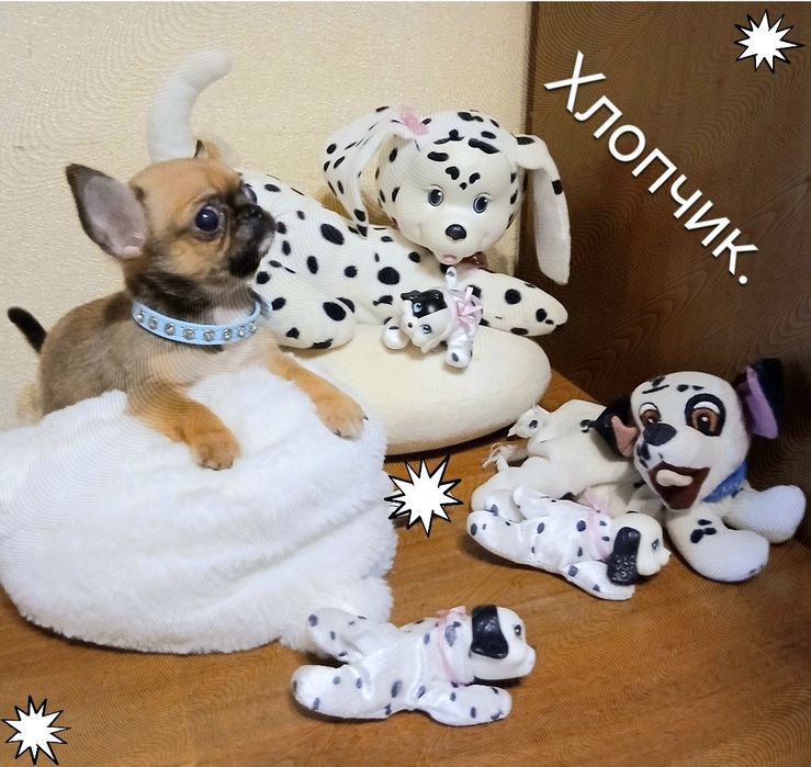 Мини,мини,мини.мини.
