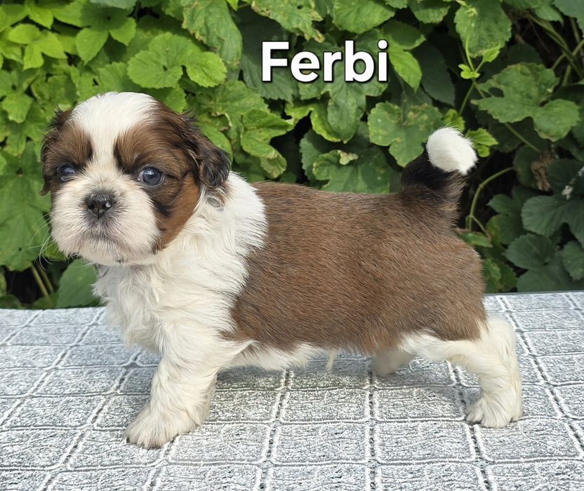 Piesek Shih tzu ZKWP
