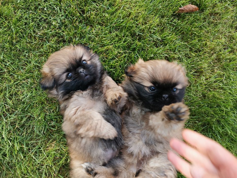 Pekińczyk Szczeniak  Nie Shih Tzu