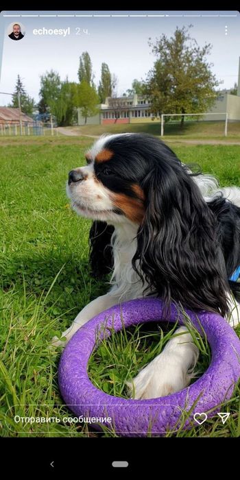 Молодой кобель кавалер чарльз спаниэль .На вязку.