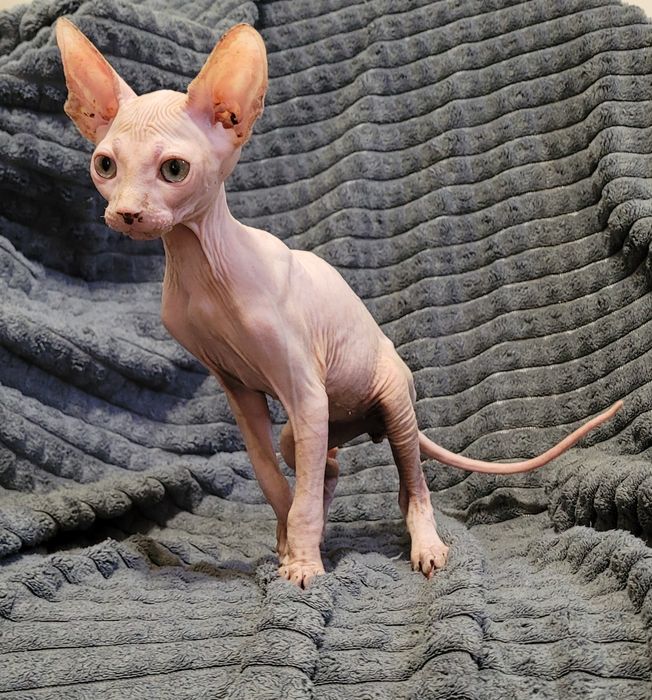 Gatinho sphynx rosa