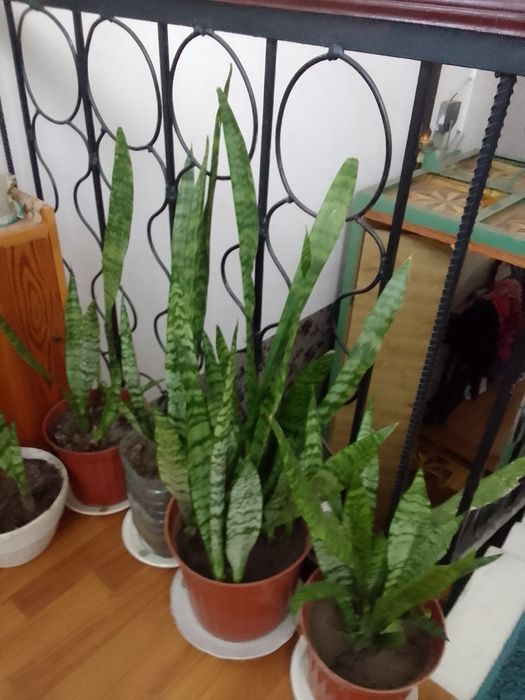 "Тещин язык" или Щучий хвост