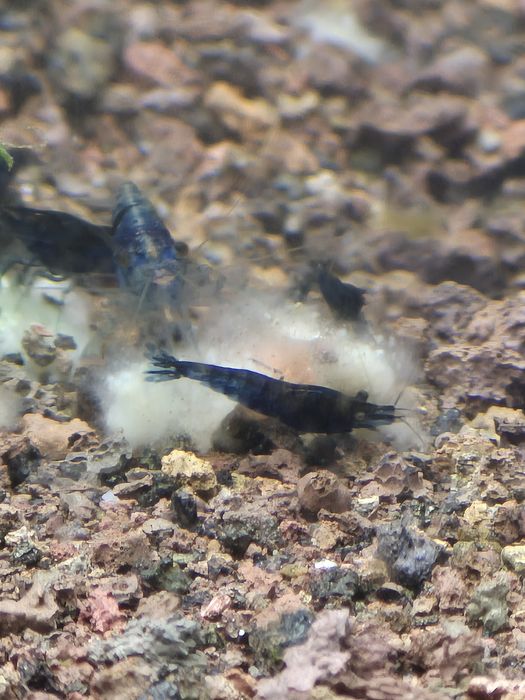 Neocaridinas/camarões Blue Dream