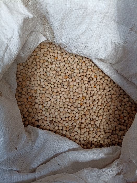 Groch Batuta 1 zł/kg