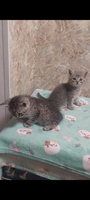 Шотландські кошенята