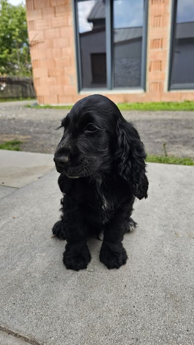 Cocker spaniel angielski