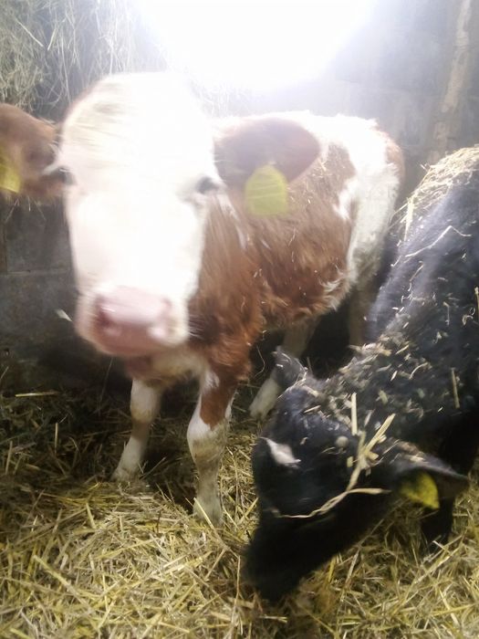 Sprzedam 2 jałówki